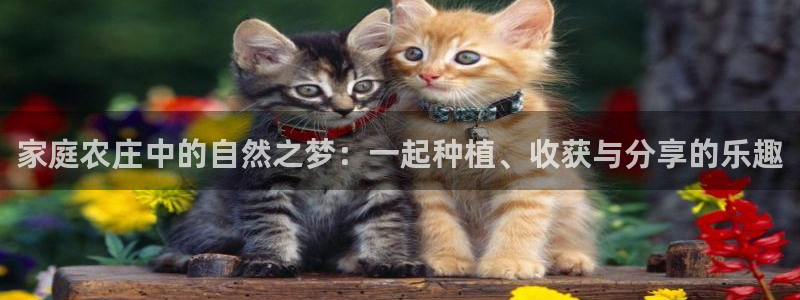 天辰娱乐平台安全吗