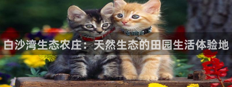 天辰臣娱乐